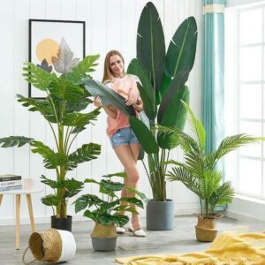 Multiple Indoor Plants